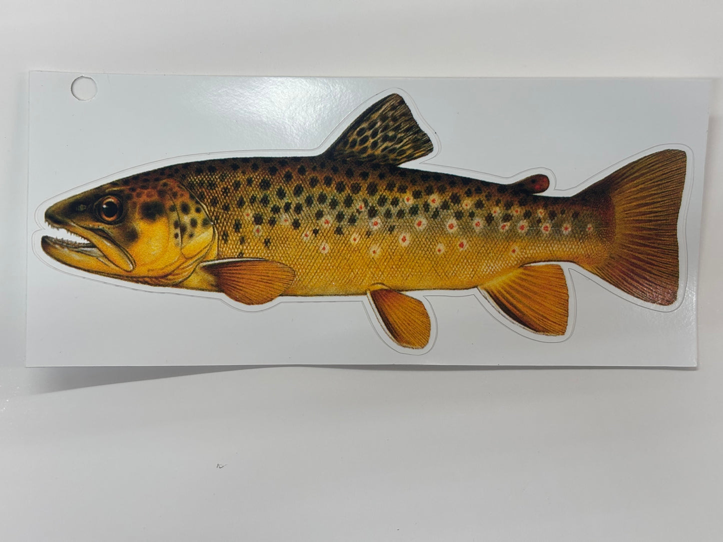 Brown Trout